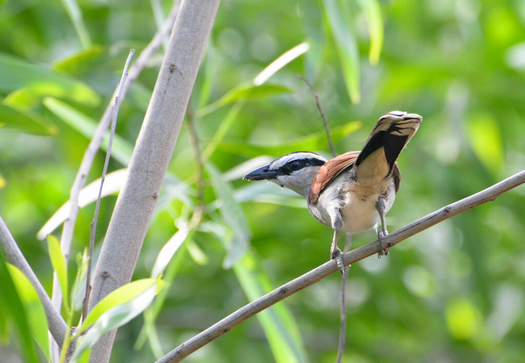 Black-crowned Tchagraadult, identification