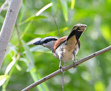 Black-crowned Tchagra