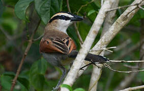 Black-crowned Tchagra