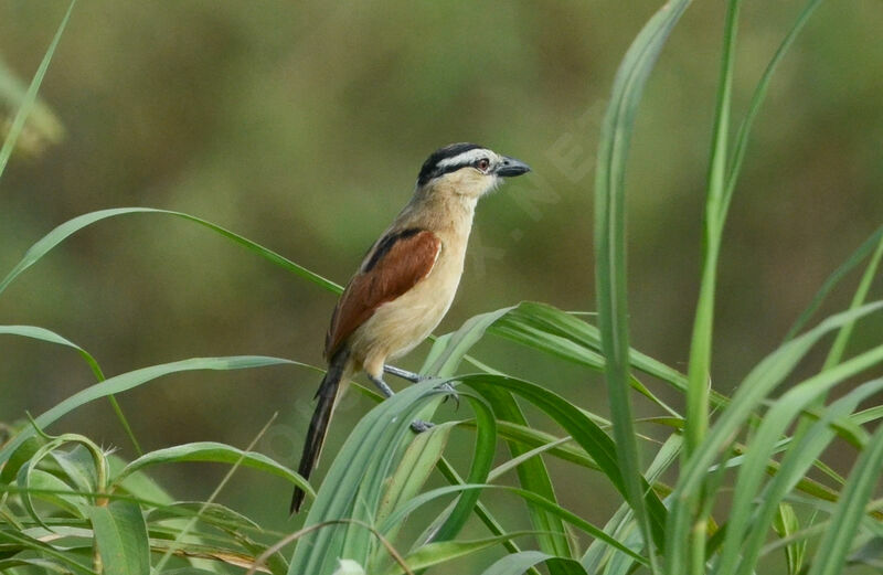 Marsh Tchagra female adult, identification