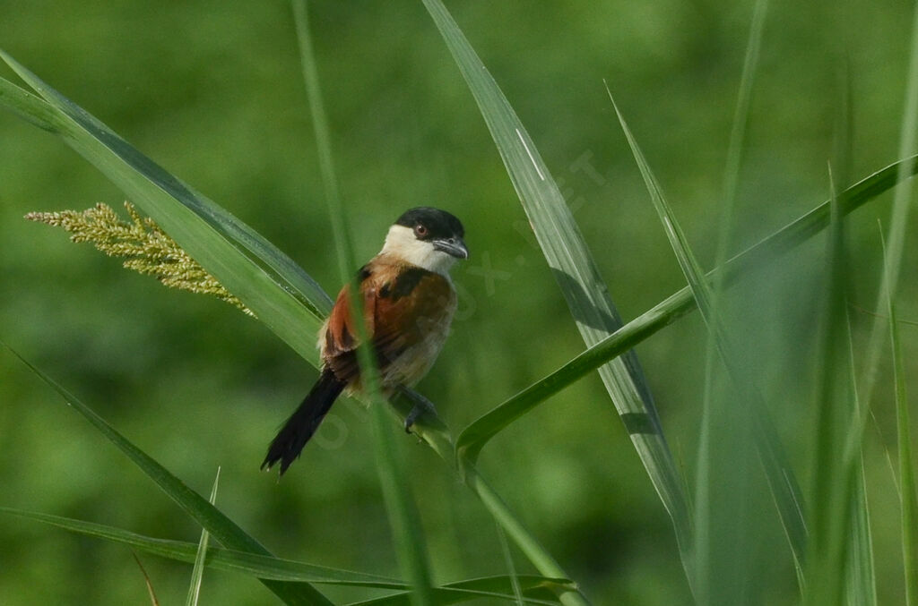 Tchagra des marais mâle adulte, identification