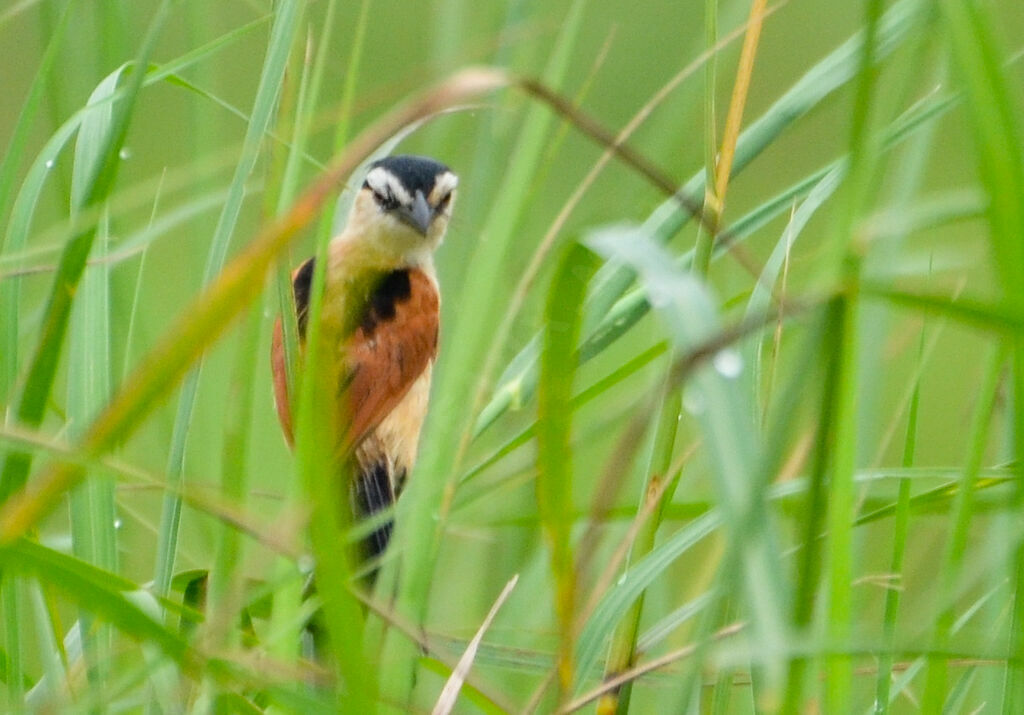 Marsh Tchagra female adult, identification