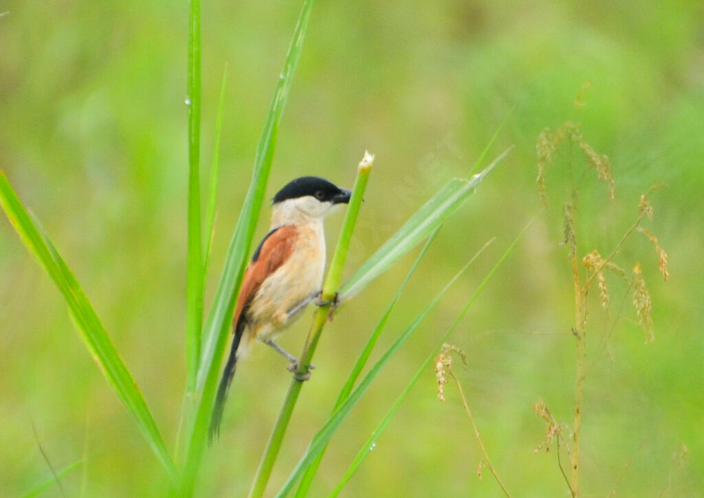 Marsh Tchagra male adult, identification