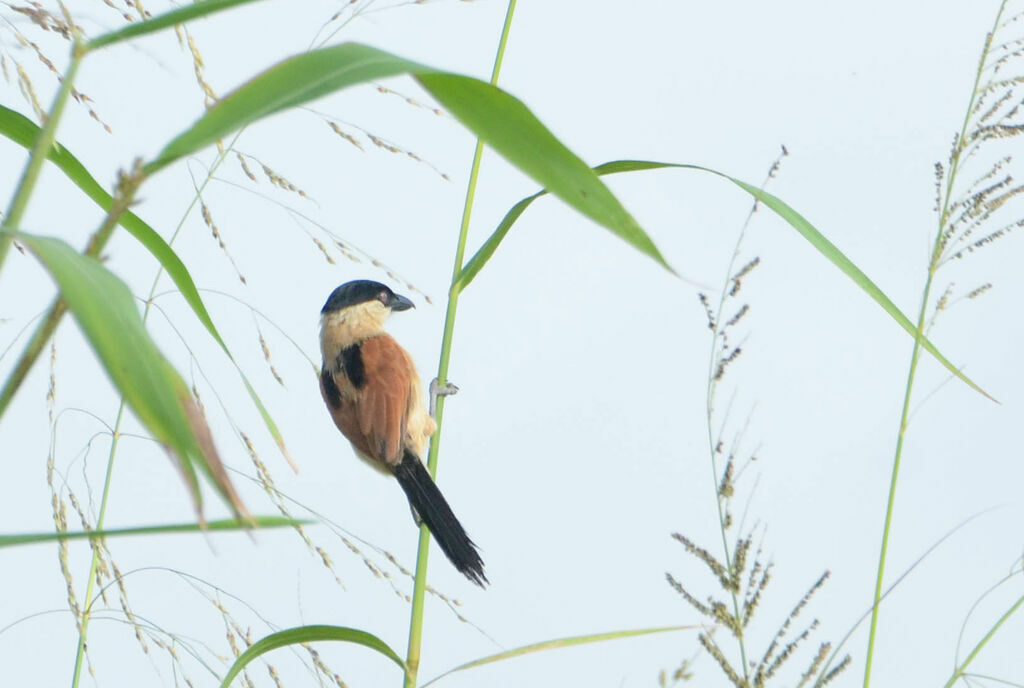 Tchagra des maraisadulte, identification