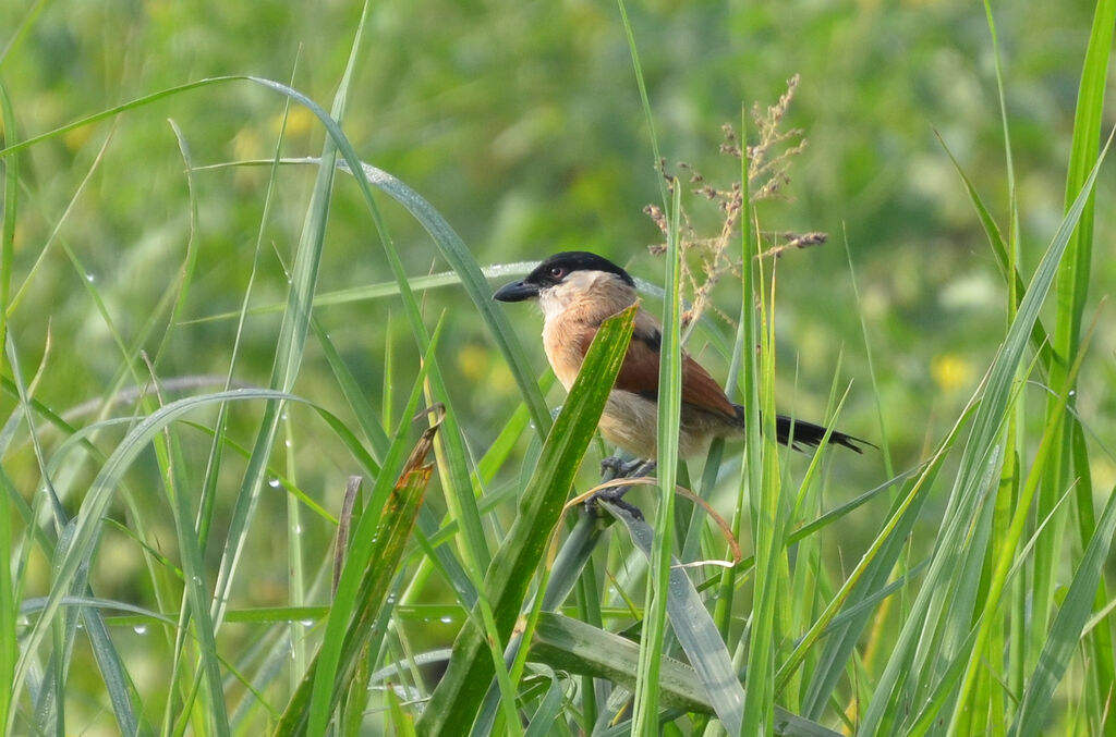 Tchagra des marais mâle adulte, identification