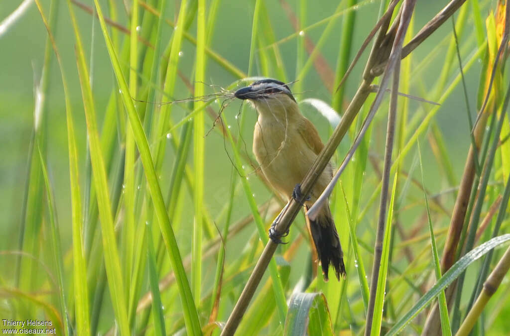 Marsh Tchagra female adult, Reproduction-nesting