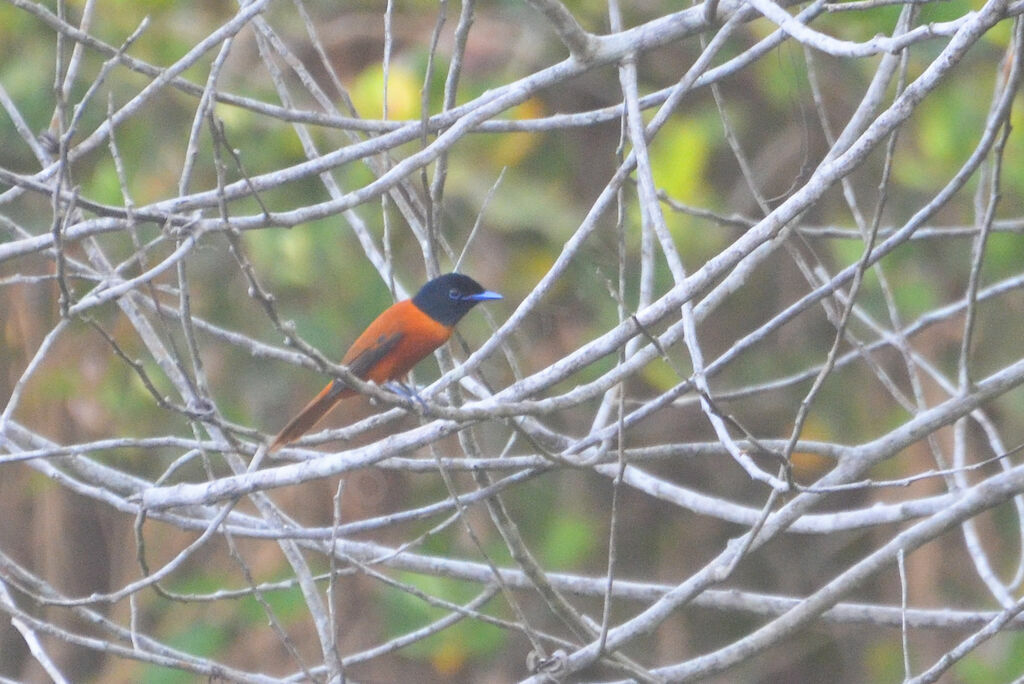 Red-bellied Paradise Flycatcheradult