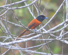 Red-bellied Paradise Flycatcher