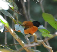 Red-bellied Paradise Flycatcher