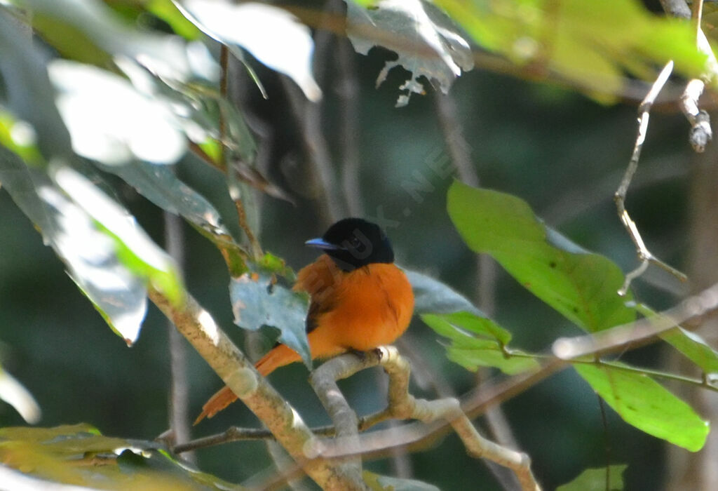 Red-bellied Paradise Flycatcher