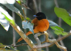 Red-bellied Paradise Flycatcher