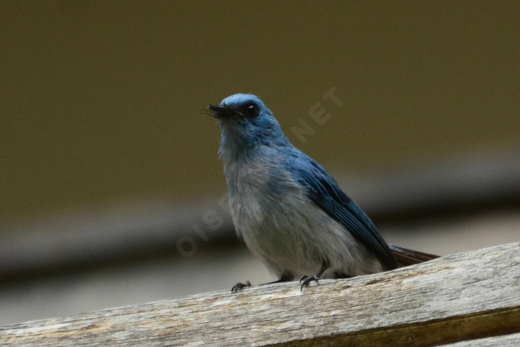 African Blue Flycatcheradult, identification, pigmentation