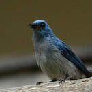 Tchitrec bleu