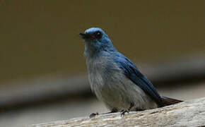 African Blue Flycatcher