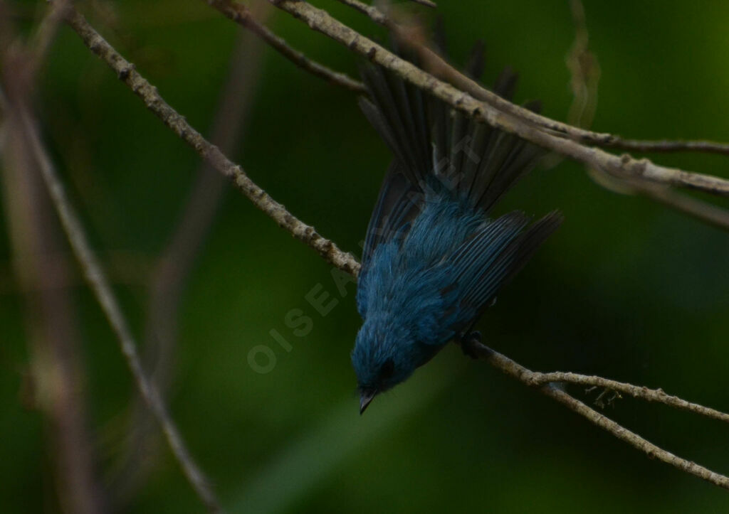 Tchitrec bleuadulte, identification