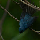 Tchitrec bleu