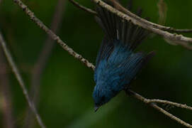 African Blue Flycatcher