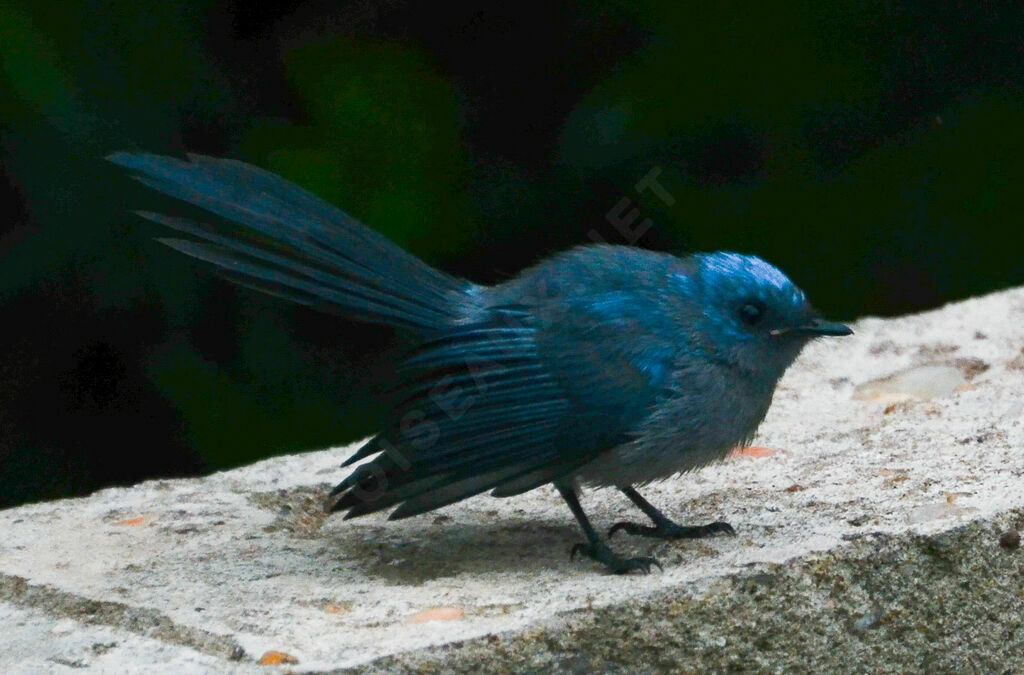 Tchitrec bleuadulte, identification