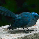Tchitrec bleu