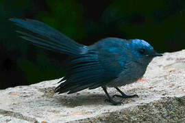 African Blue Flycatcher