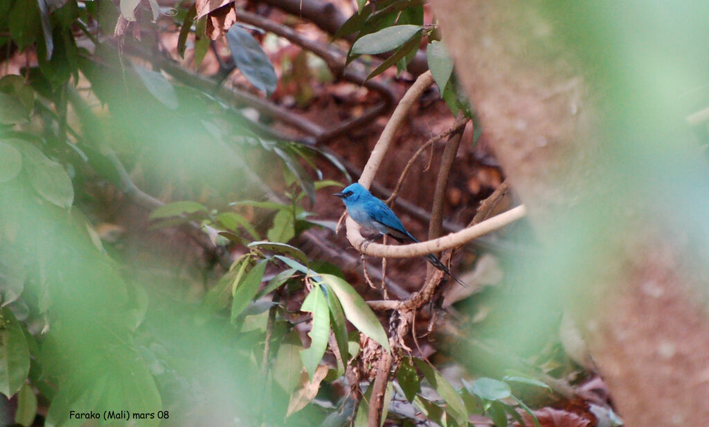 African Blue Flycatcher