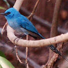 Tchitrec bleu