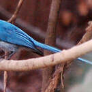 Tchitrec bleu