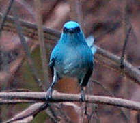 African Blue Flycatcher