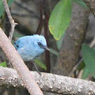 Tchitrec bleu