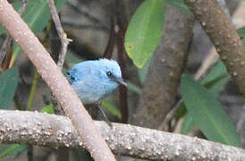 African Blue Flycatcher