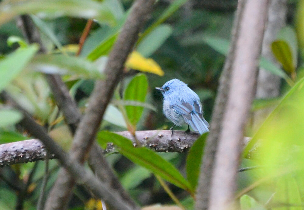 African Blue Flycatcher