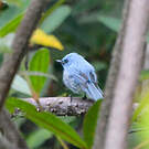 Tchitrec bleu
