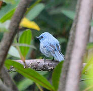 African Blue Flycatcher