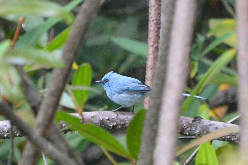 African Blue Flycatcheradult, identification