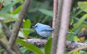 African Blue Flycatcher