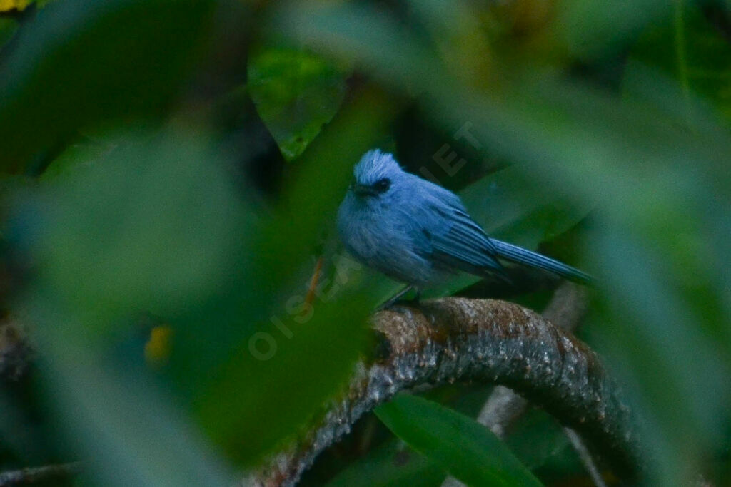 Tchitrec bleuadulte, identification