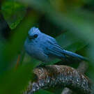 Tchitrec bleu