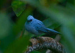 African Blue Flycatcher