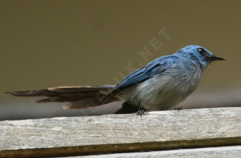 African Blue Flycatcheradult, identification