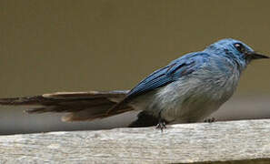 African Blue Flycatcher