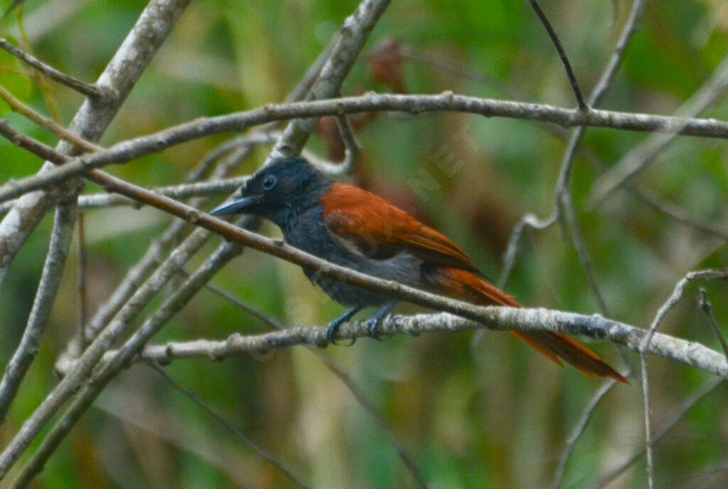 African Paradise Flycatcheradult post breeding