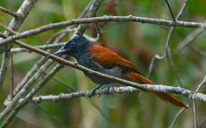 African Paradise Flycatcher