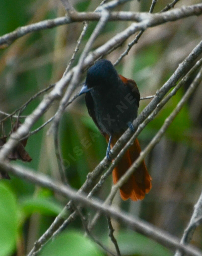 African Paradise Flycatcher