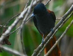 African Paradise Flycatcher