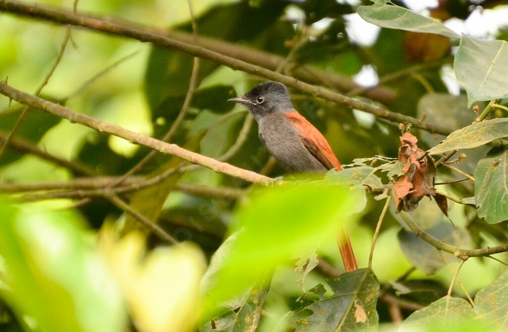 Tchitrec d'Afriqueadulte, identification