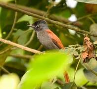 African Paradise Flycatcher