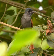 African Paradise Flycatcher