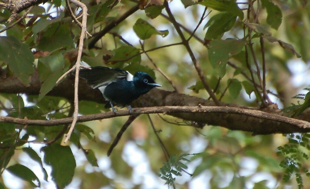 African Paradise Flycatcher male adult