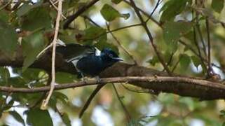 African Paradise Flycatcher