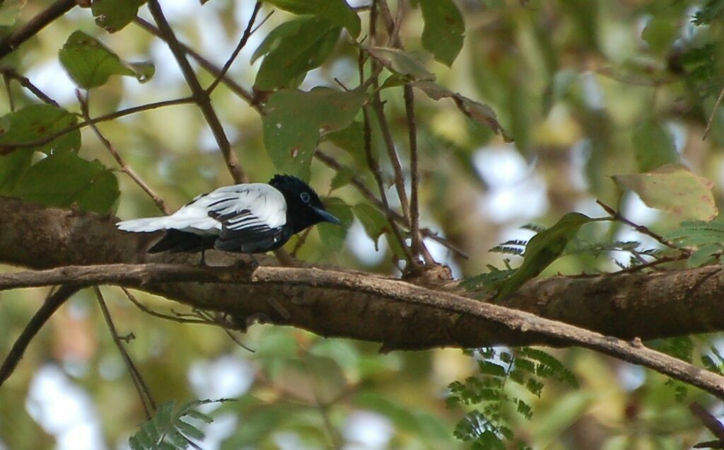 African Paradise Flycatcher male adult, identification